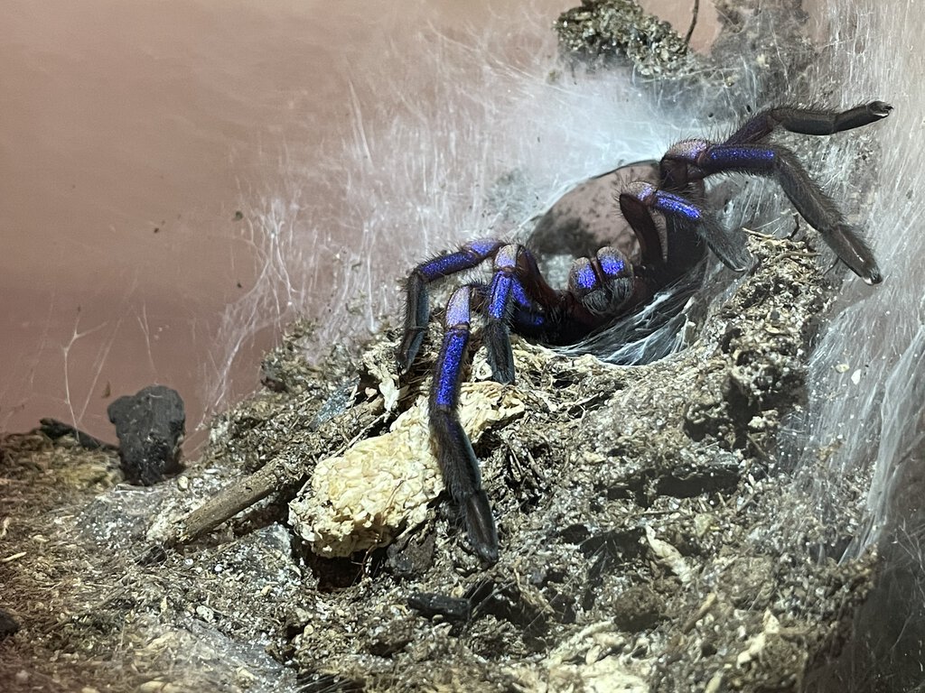 Chilobrachys sp. electric blue