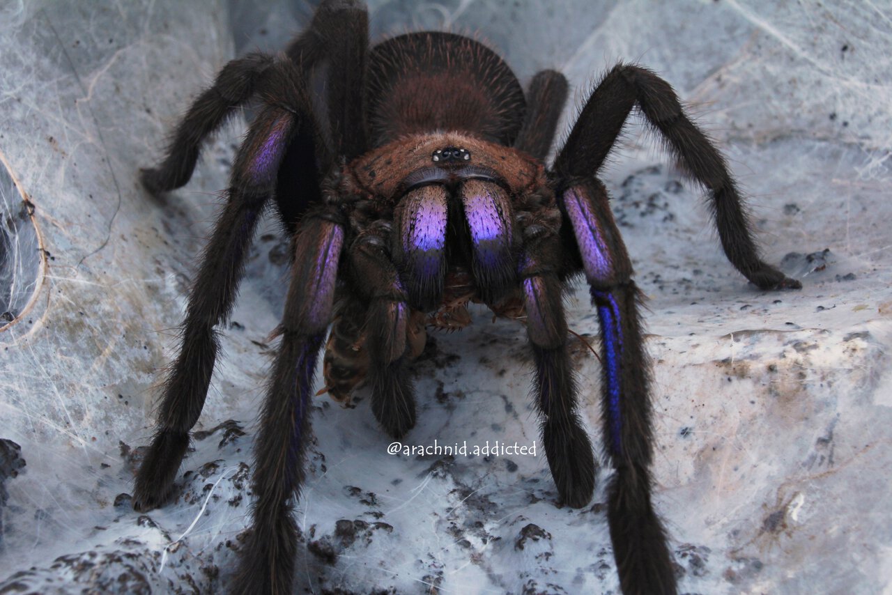 Chilobrachys sp. "Electric Blue".