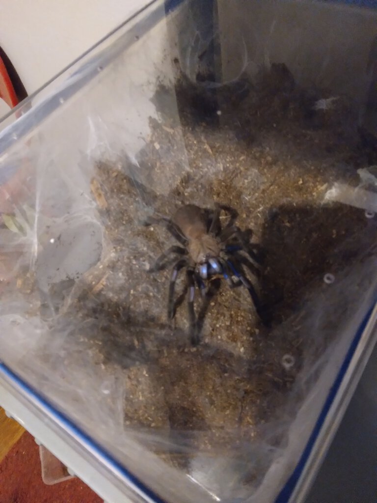 Chilobrachys sp electric blue