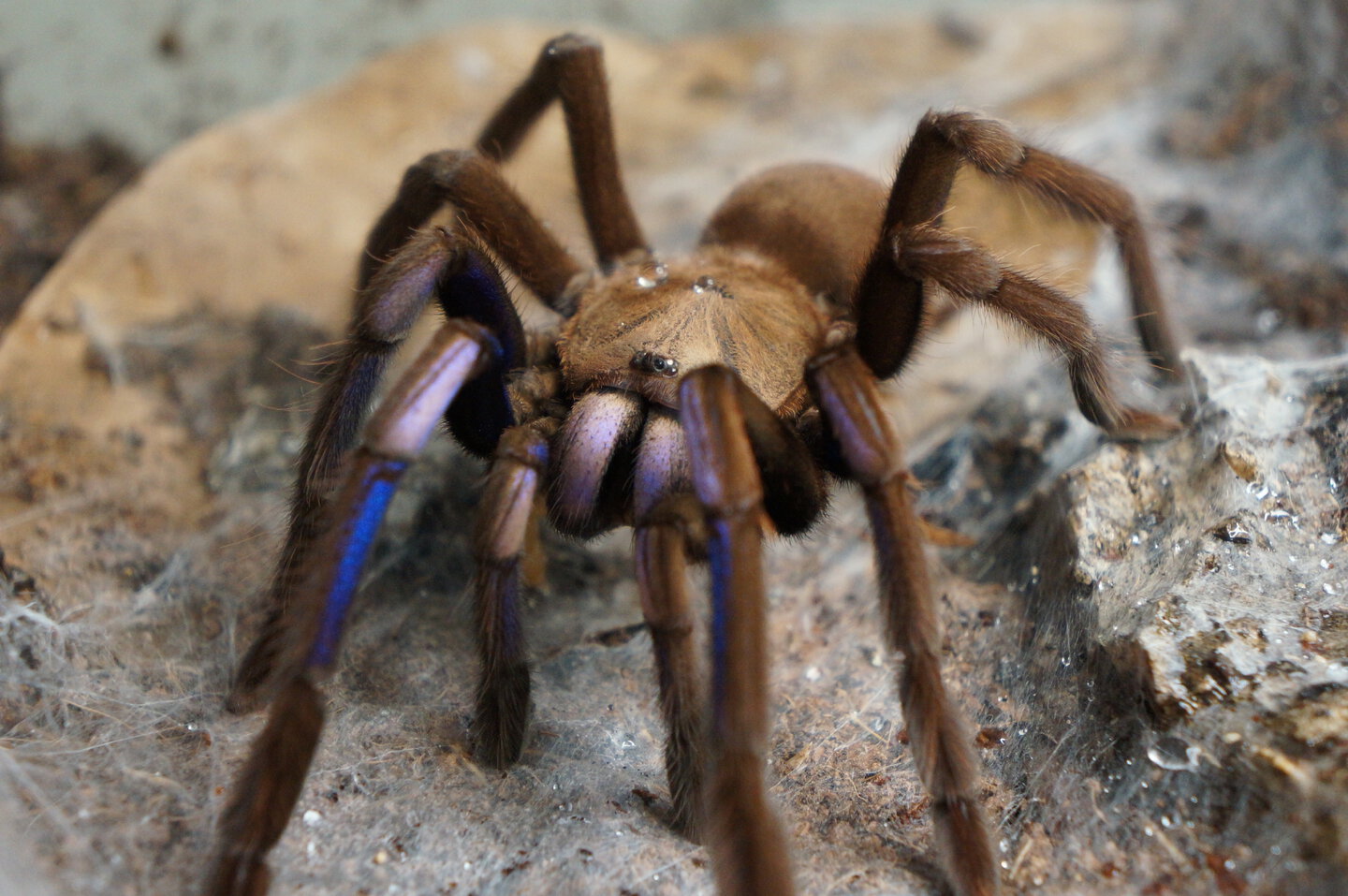 Chilobrachys sp electric blue