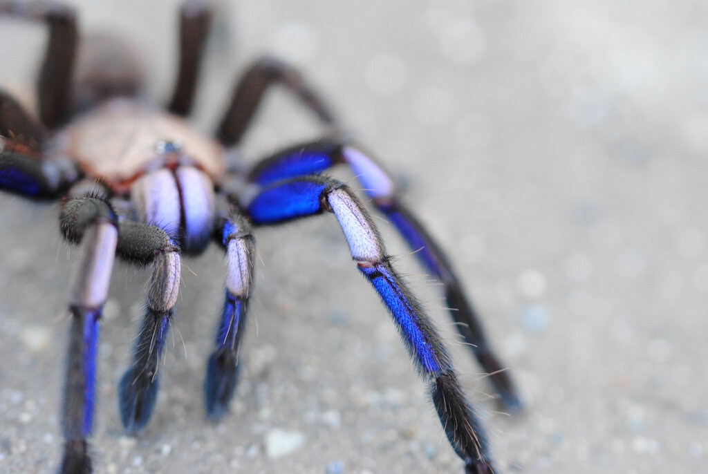 Chilobrachys sp. "Elelectric Blue"_”Leg I Side View