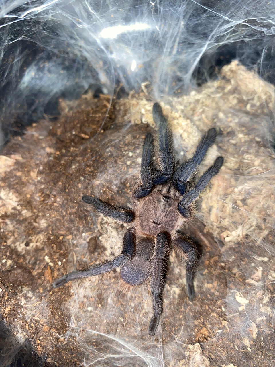 Chilobrachys sp Kaeng krachan female