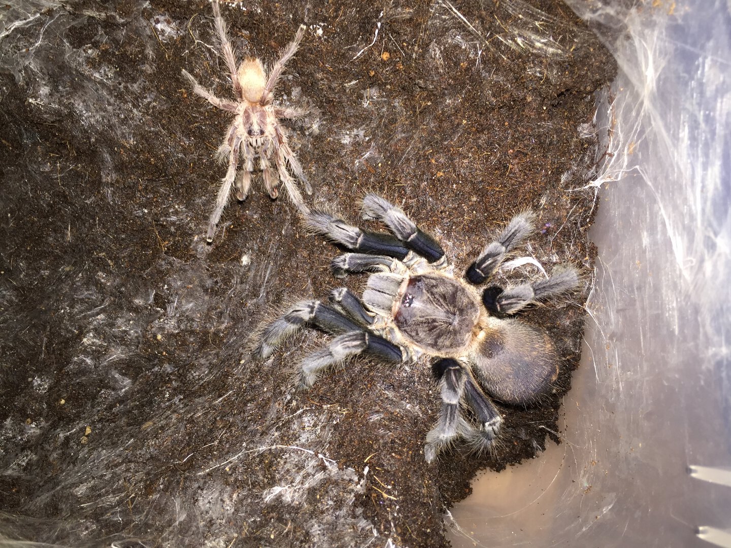 Chilobrachys sp. kaeng krachan pair 10-13-16 old pic