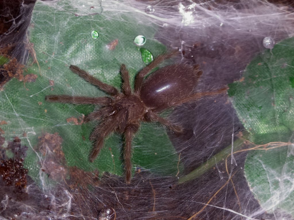 Chilobrachys sp. "Kaeng Krachan" Sling