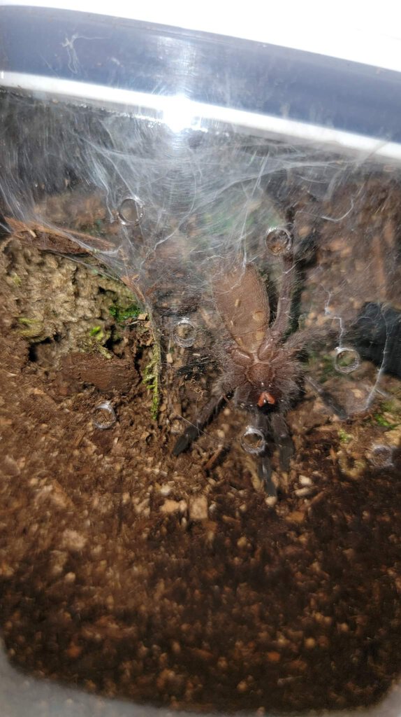 Chilobrachys sp. Kaeng Krachan