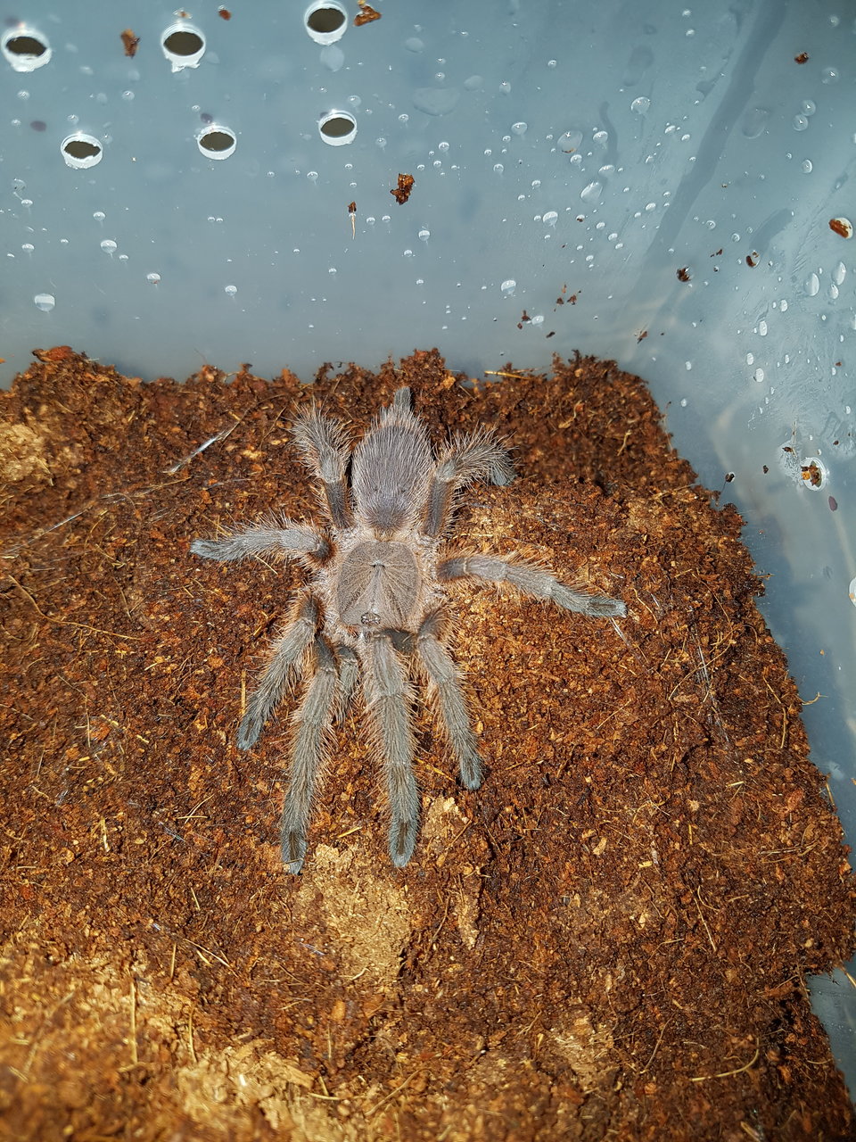 Chilobrachys sp. Penang