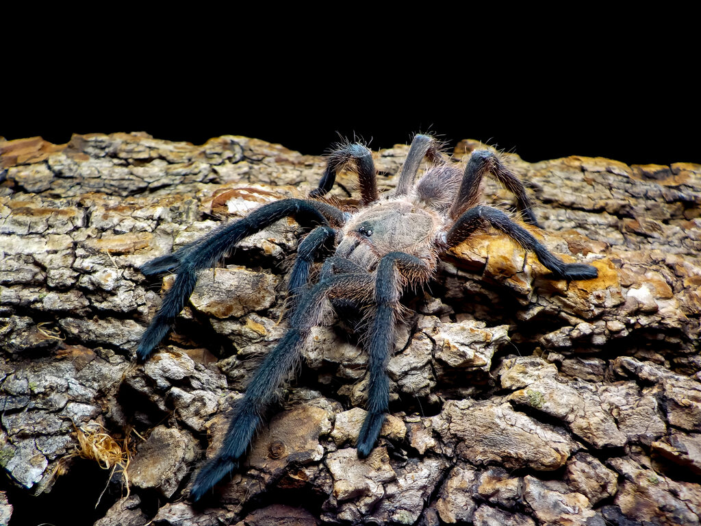 Chilobrachys sp. Prachuap Khiri Khan