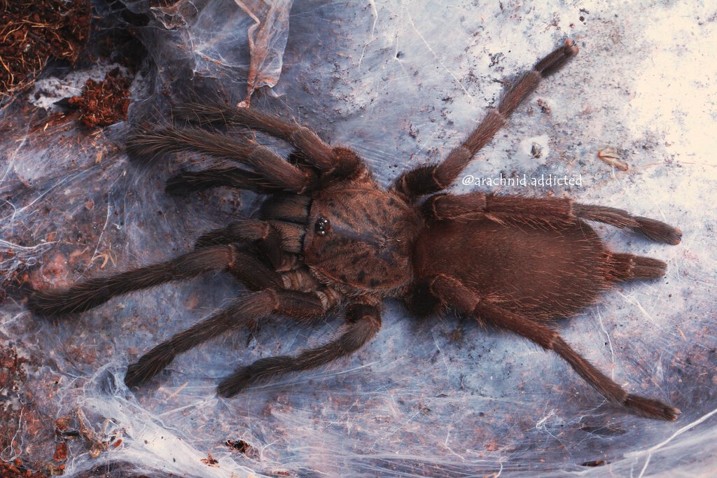 Chilobrachys sp. "Saraburi".