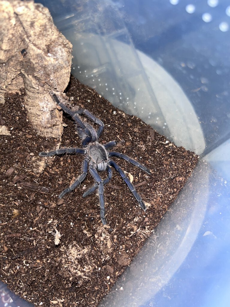 Chilobrachys sp saraburi