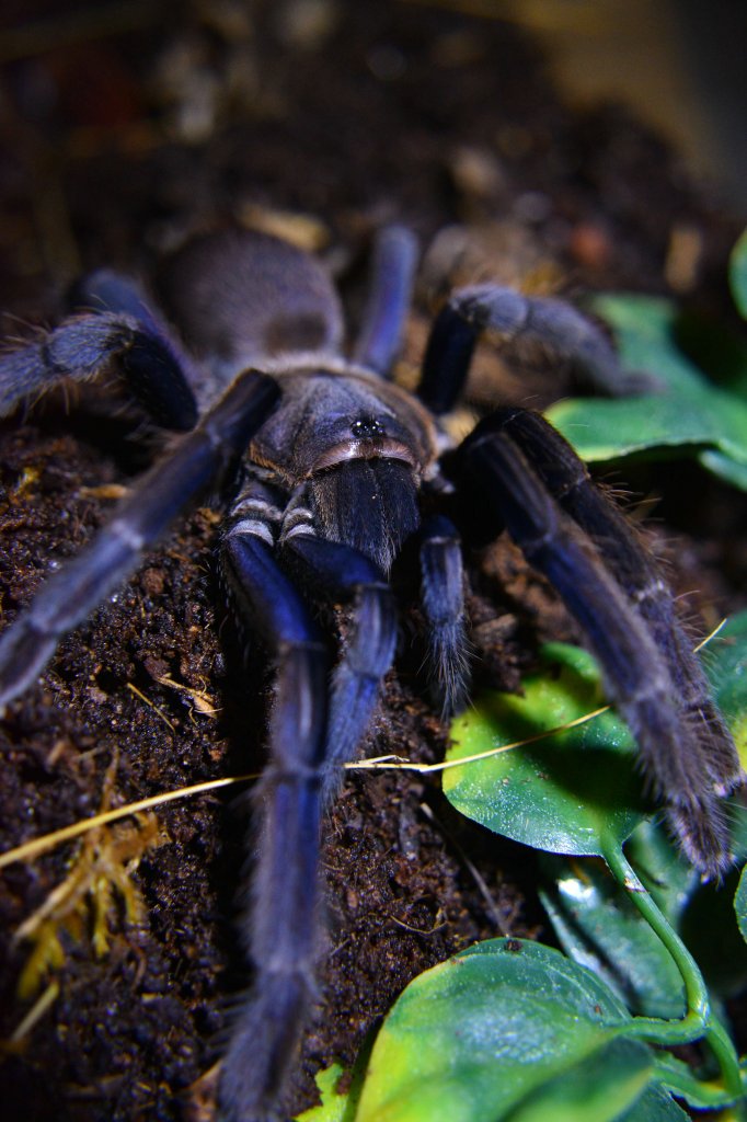 Chilobrachys sp. Vietnam Blue 0.1