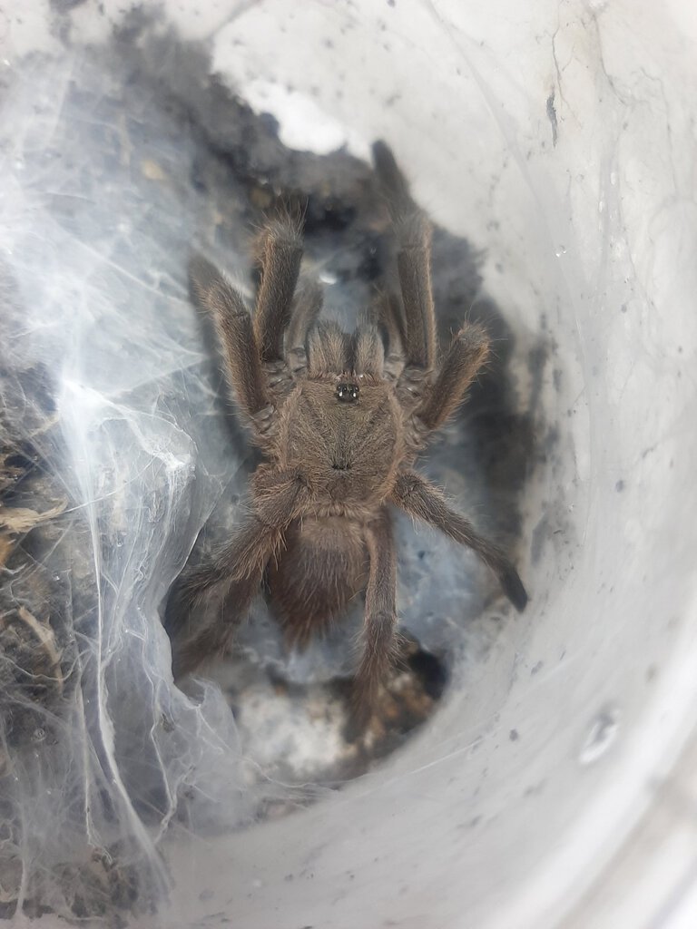 Chilobrachys sp? What do you think guys?