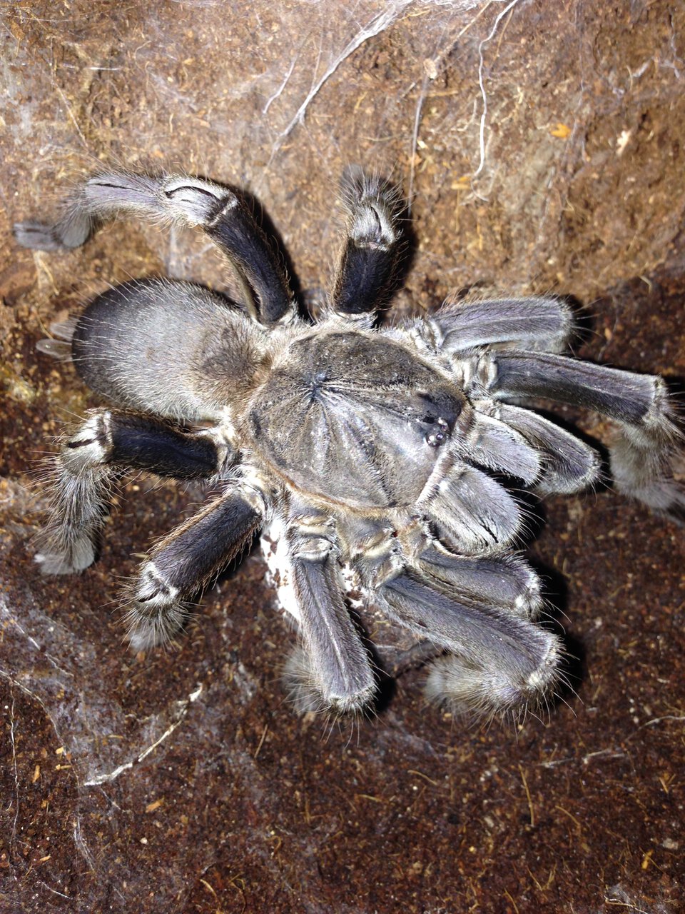 Chilobrachys Sp. With Phantom Sac | Arachnoboards