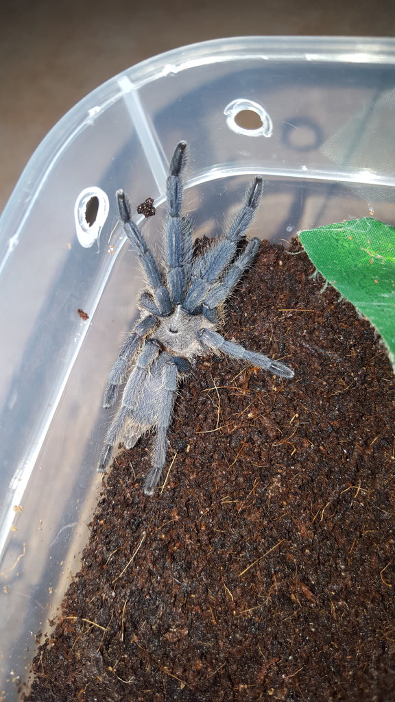 Chilobrachys sp?