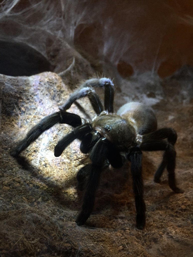 Chilobrachys sp