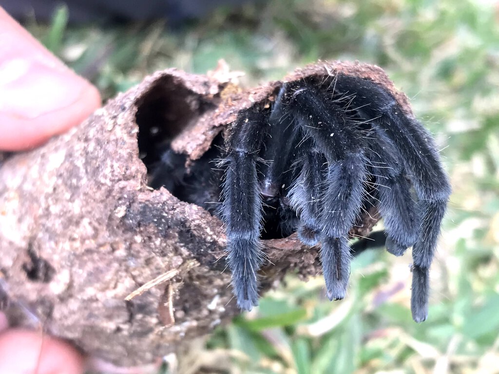 Chilobrachys Sp.