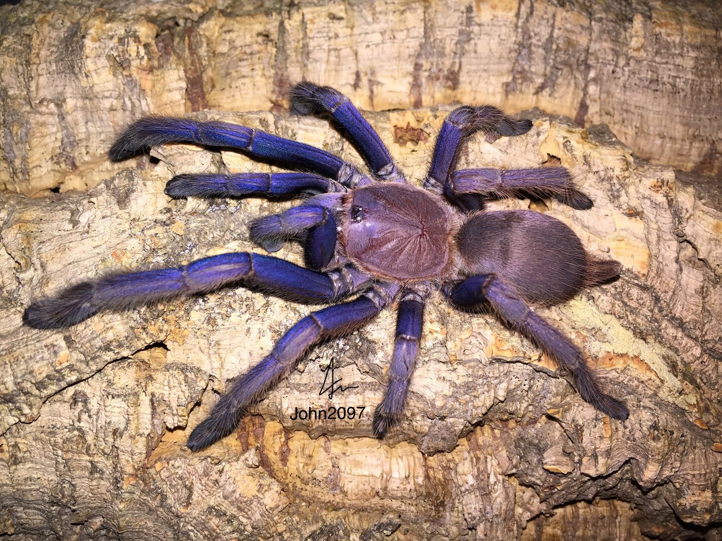 Chilobrachys vietnam blue