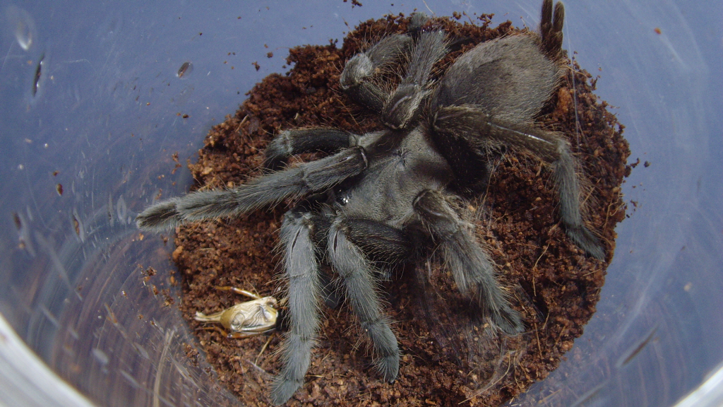 Chilobrachys... what is it?