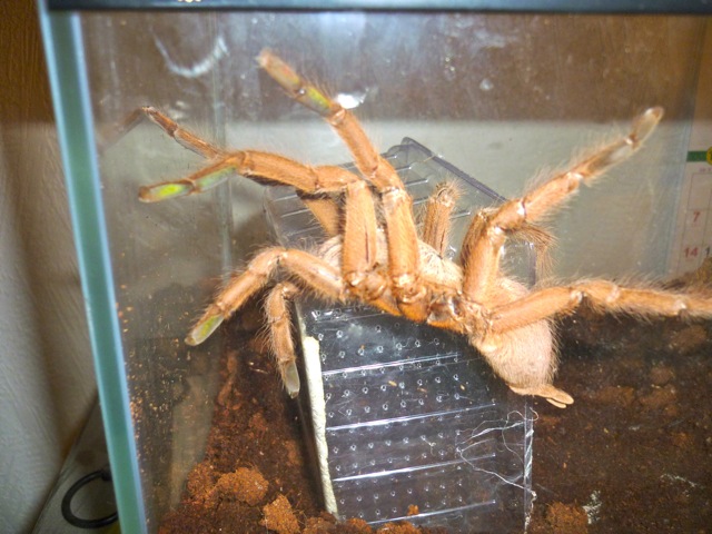 Chilobrachys