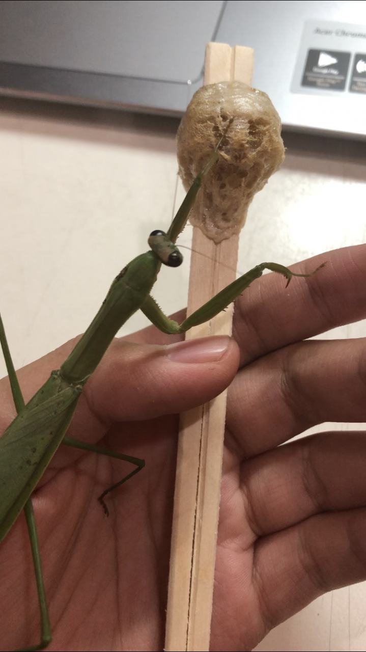 Chinese mantis ooth