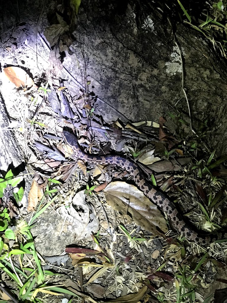 Chinese mountain pit viper