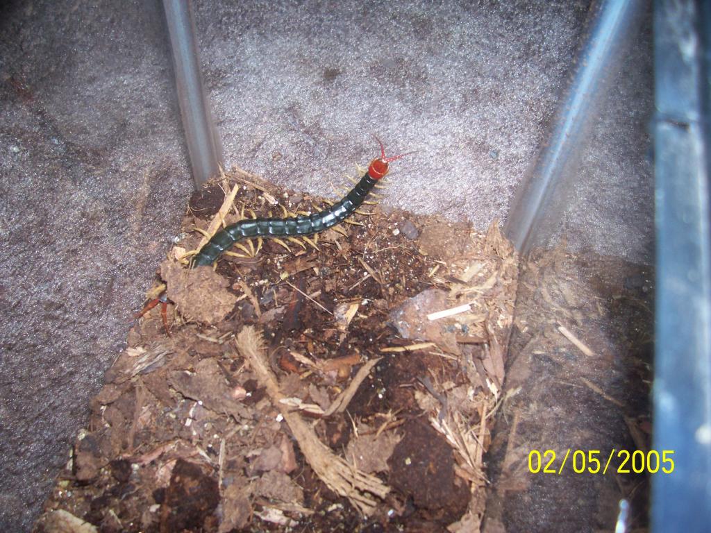 Chinese Red Headed Centipede (Scolopendra subspinipes)