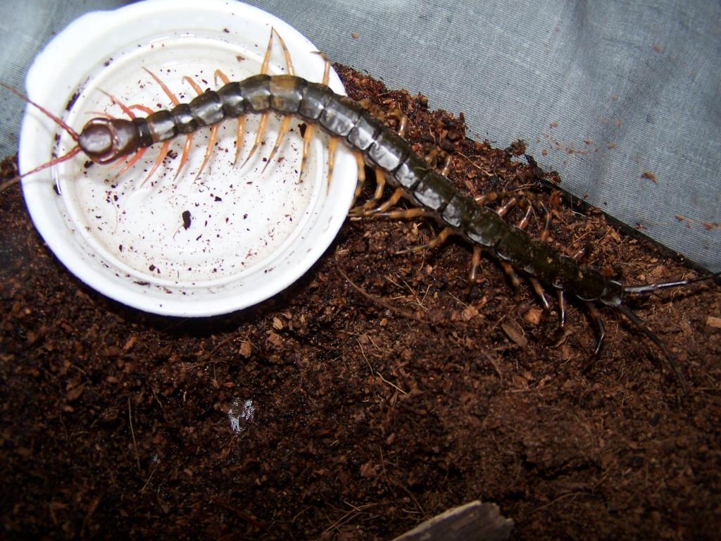 Chinese tiger legs subspinipes