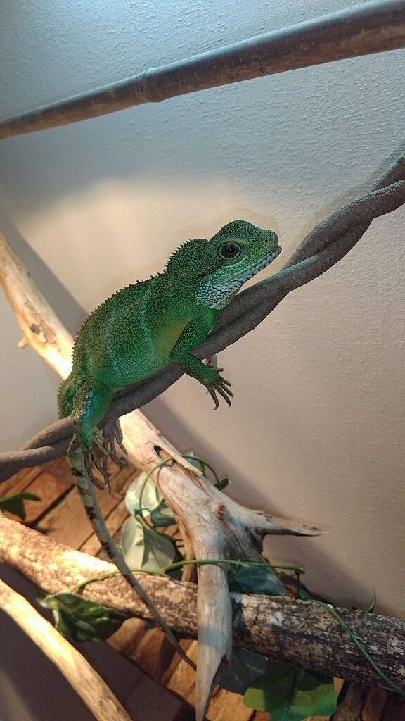 Chinese water dragon