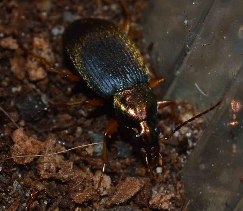 Chlaenius tricolor(Tricolored Ground Beetle)