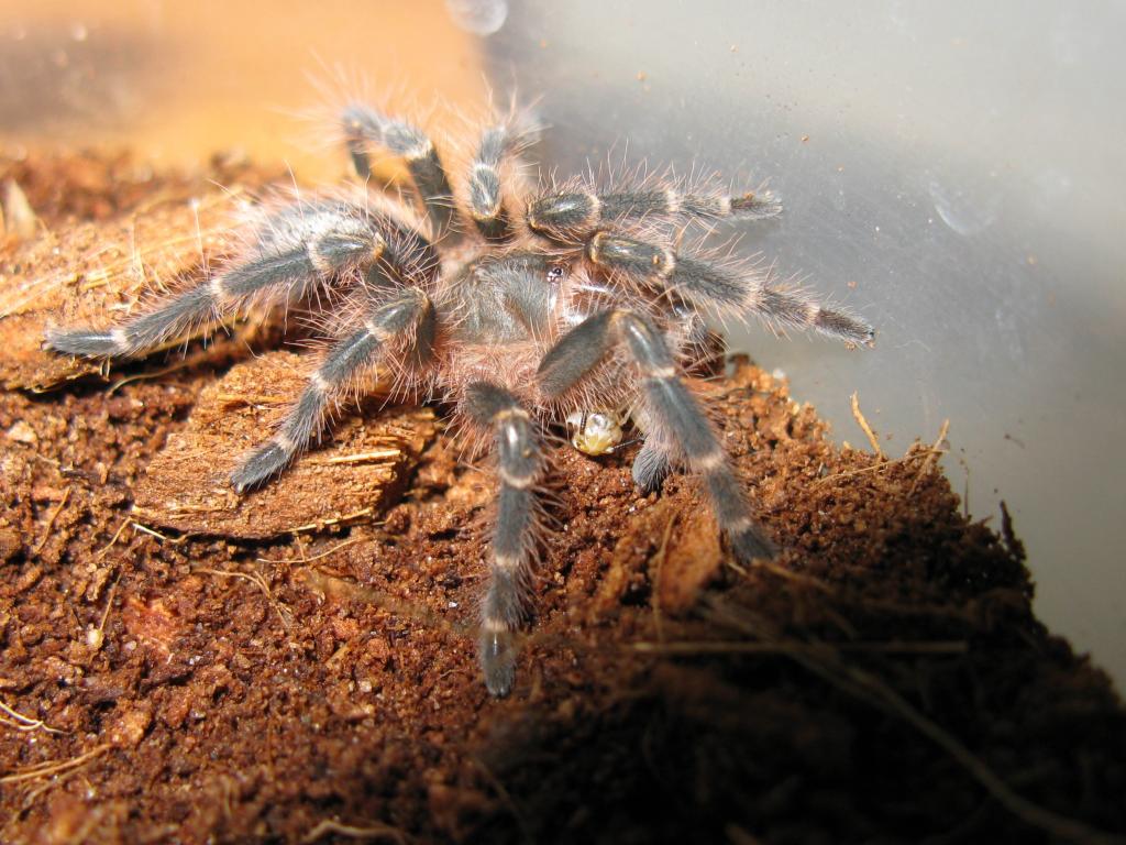 Choco munchin after a molt.