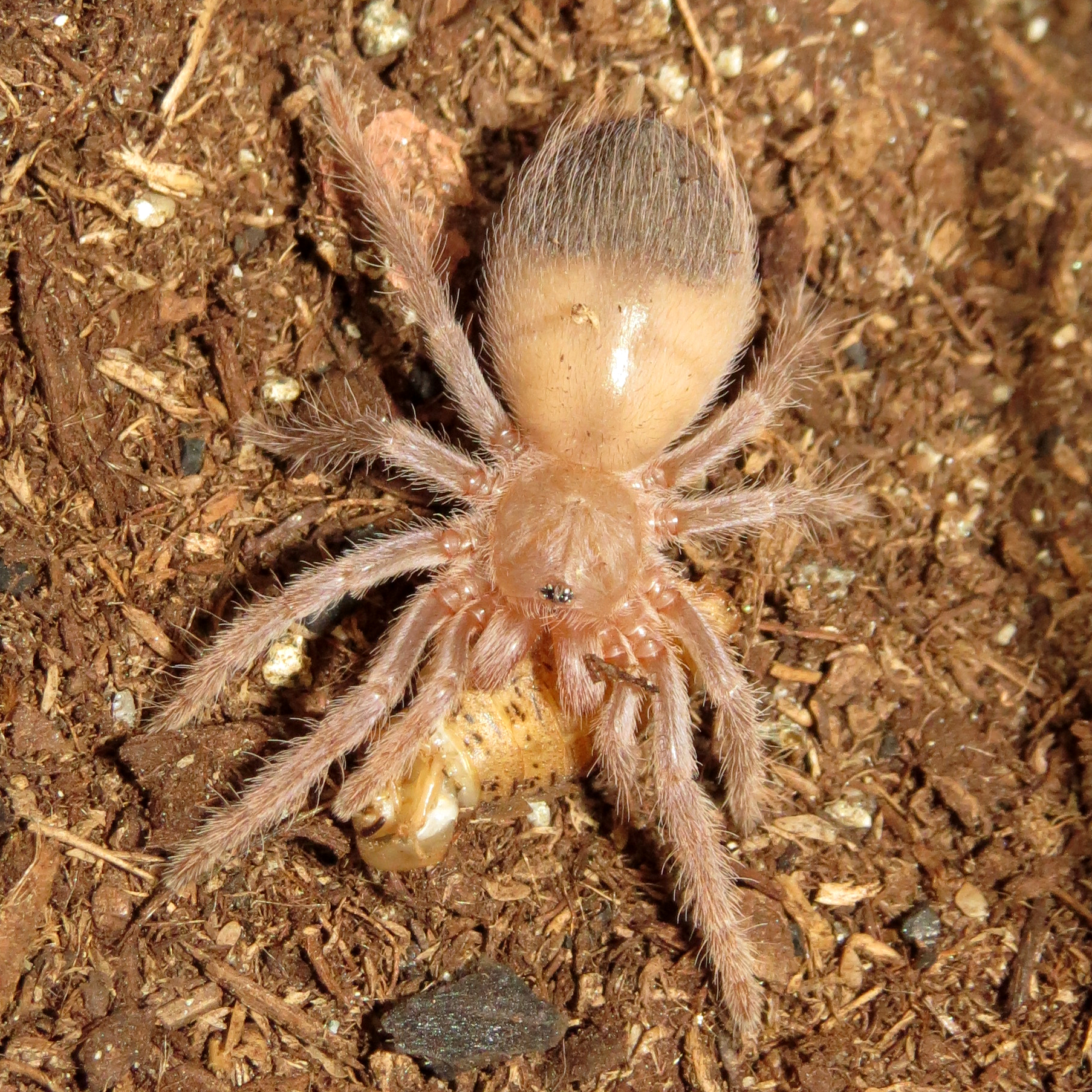 Chonk (Pterinopelma sazimai 1")