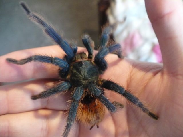 Chramatopelma Cyaneopubescens Adult Male