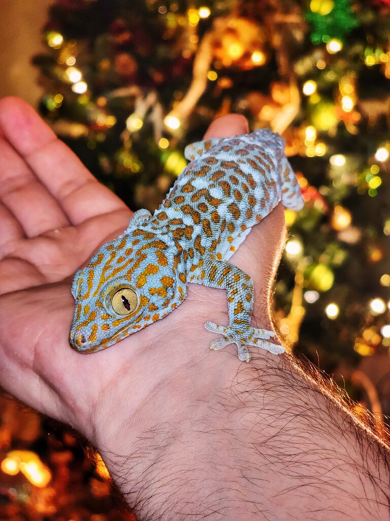 Christmas tree gecko