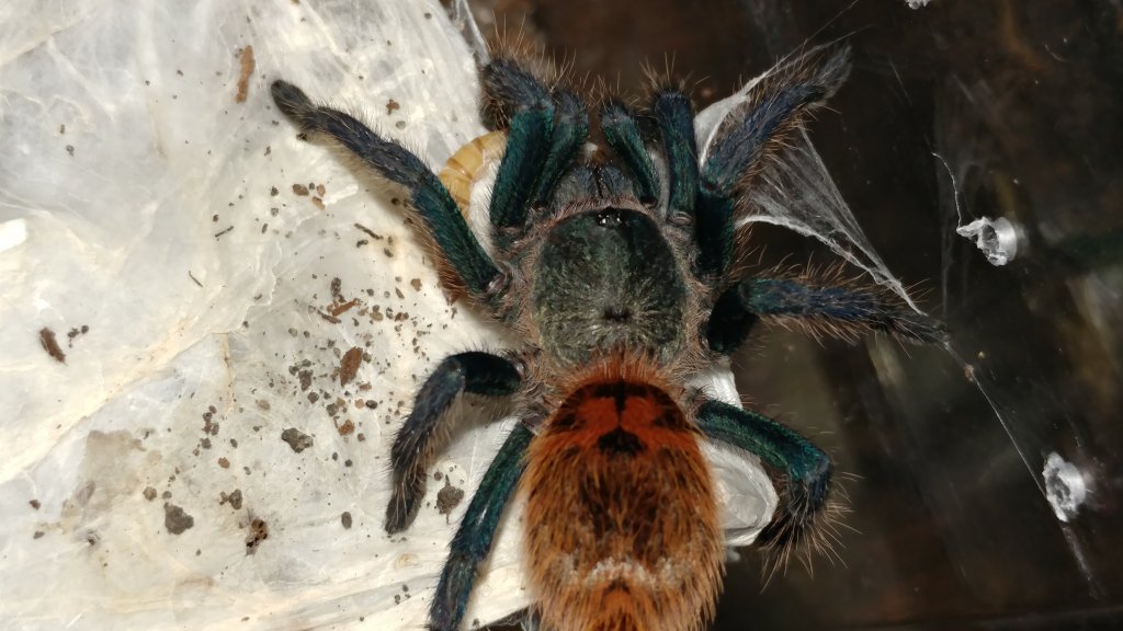 Chromatapelma cyaneopubescens