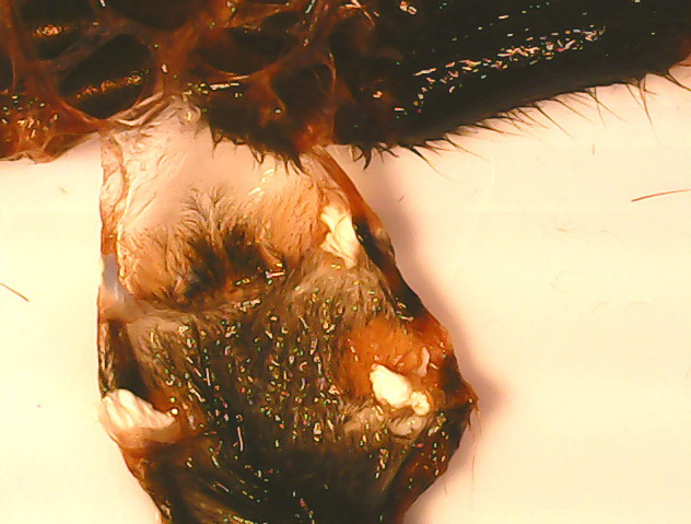 Chromatopelma c. Male or female?