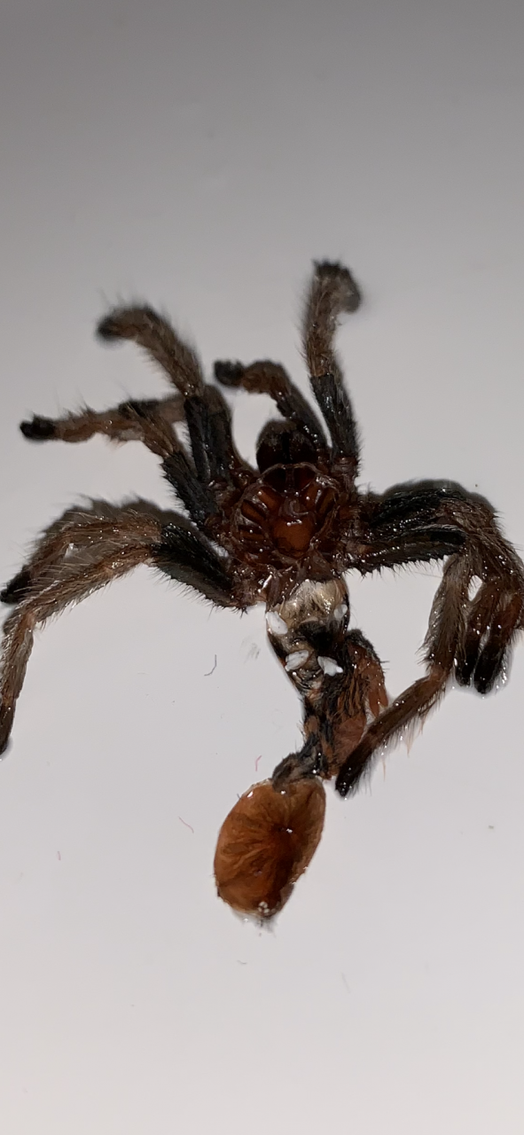 Chromatopelma Cyaneopubecens