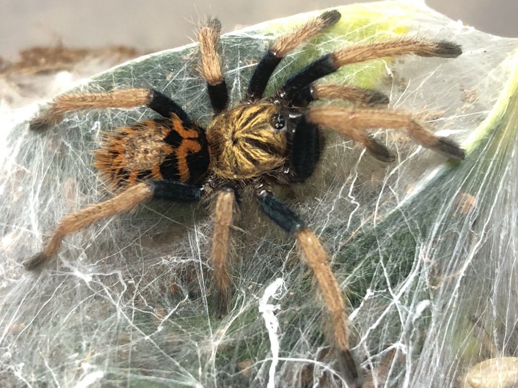 Chromatopelma Cyaneopubescen