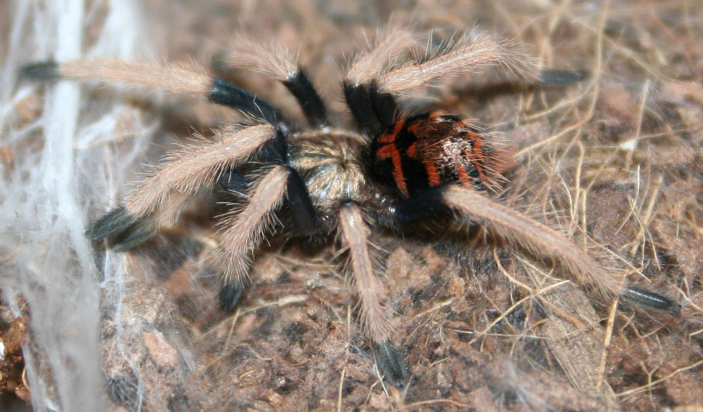 Chromatopelma cyaneopubescens 0.0.1