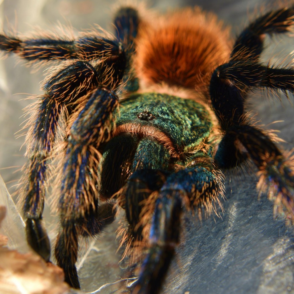 Chromatopelma Cyaneopubescens 0.1