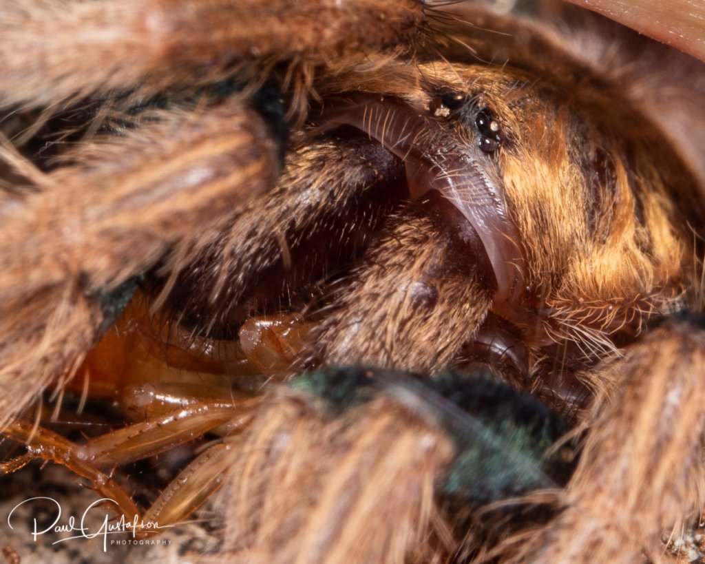 Chromatopelma cyaneopubescens 1 1/2" sling