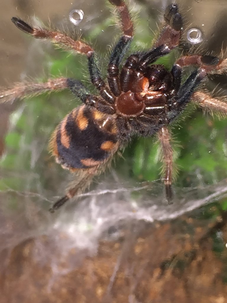 Chromatopelma cyaneopubescens 1.25”