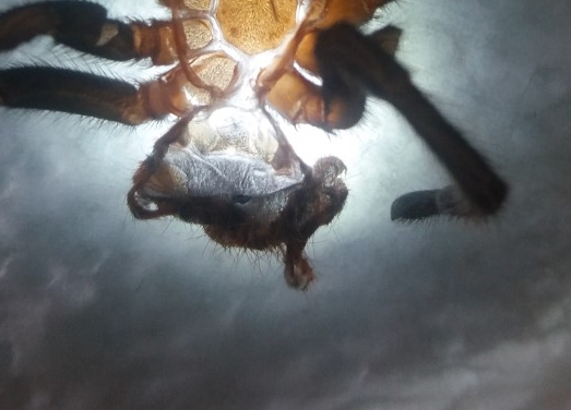 Chromatopelma cyaneopubescens 1.5"