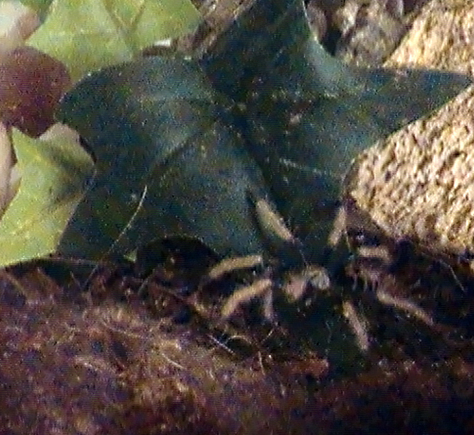 Chromatopelma Cyaneopubescens (1" sling)