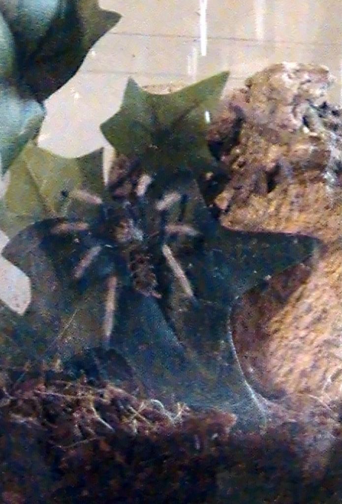 Chromatopelma Cyaneopubescens (1" sling)