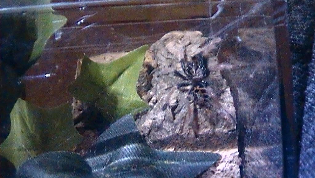 Chromatopelma Cyaneopubescens (1" sling)