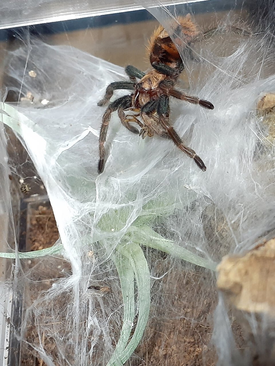 Chromatopelma cyaneopubescens - 2.25" DLS Female - Sprite