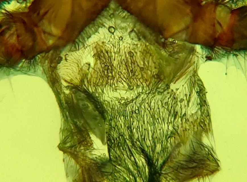 Chromatopelma Cyaneopubescens, 2 inch female