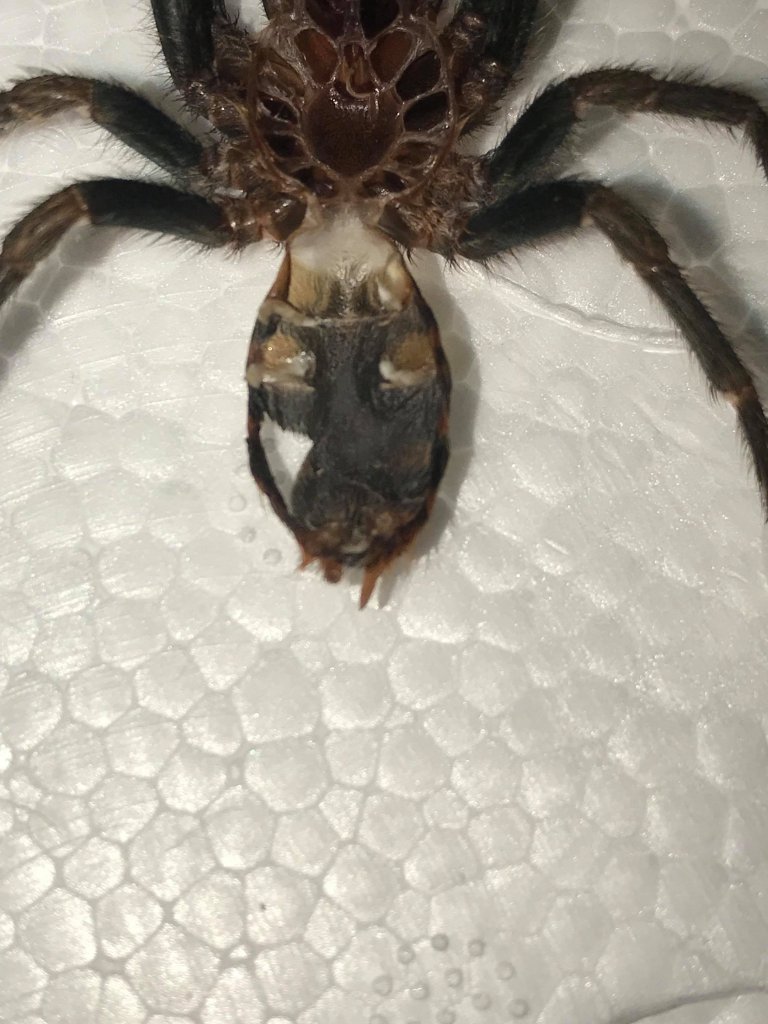 Chromatopelma Cyaneopubescens 2inch