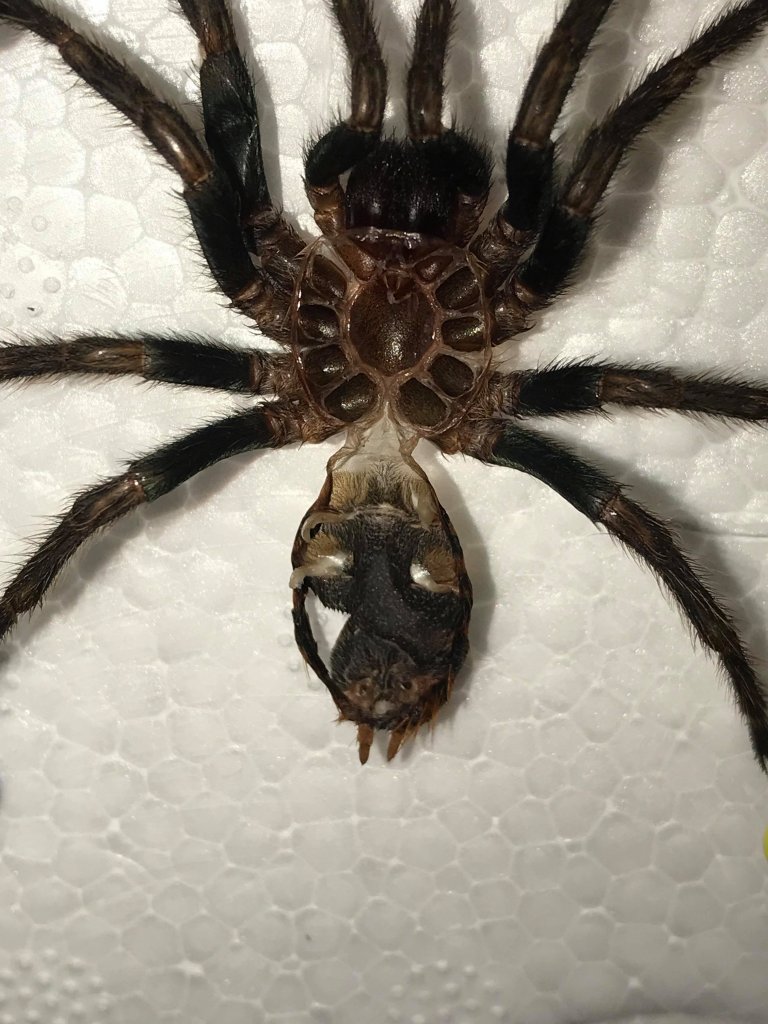 Chromatopelma Cyaneopubescens 2inch