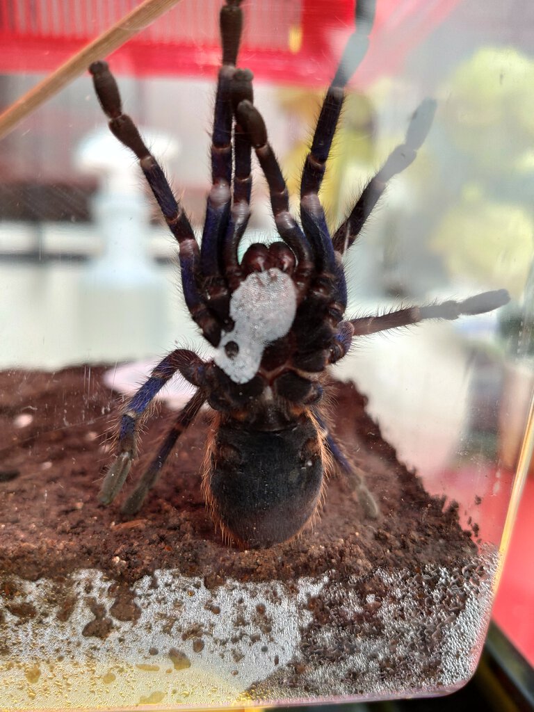 Chromatopelma cyaneopubescens, 3" DLS, Male or Female?