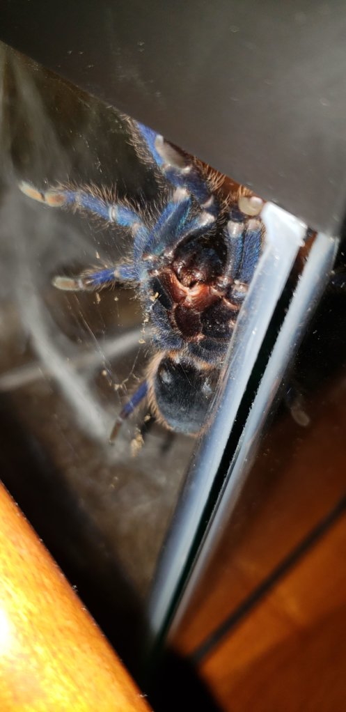 Chromatopelma cyaneopubescens 3"